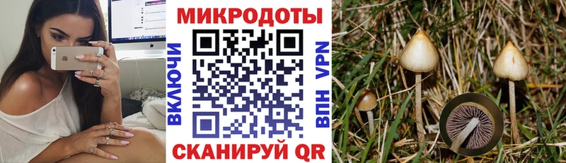 Галлюциногенные грибы Psilocybe где продают Благовещенск
